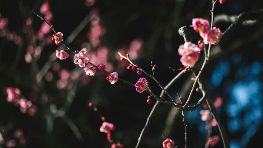 Plum Blossoms In Bloom Wallpaper