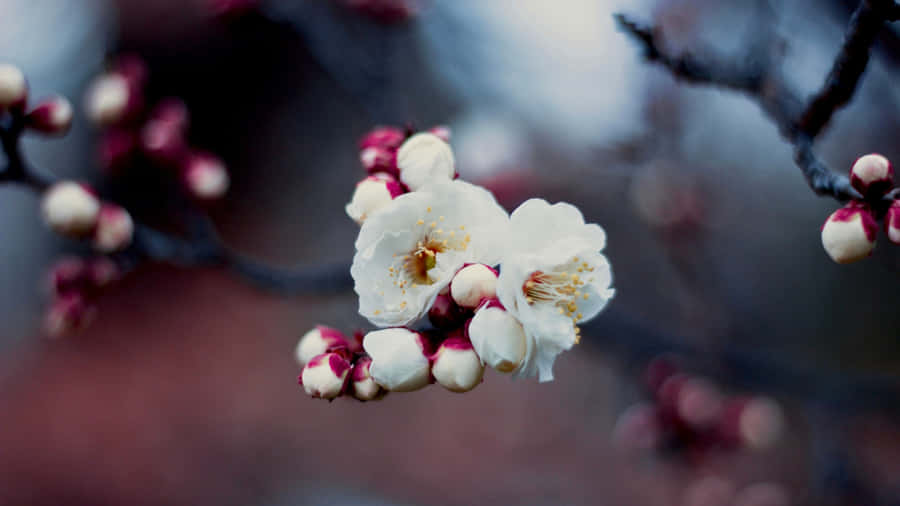 Plum Blossoms In Early Spring Wallpaper