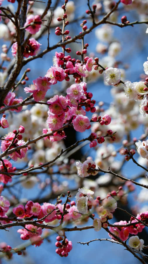Plum Blossoms In Spring Wallpaper