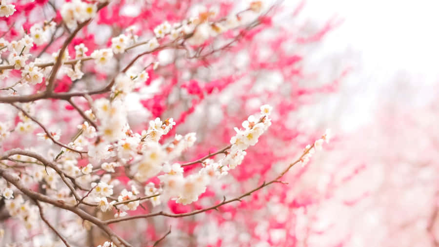 Plum Blossoms In Spring Wallpaper
