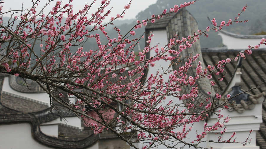 Plum Blossoms In Traditional Garden Wallpaper