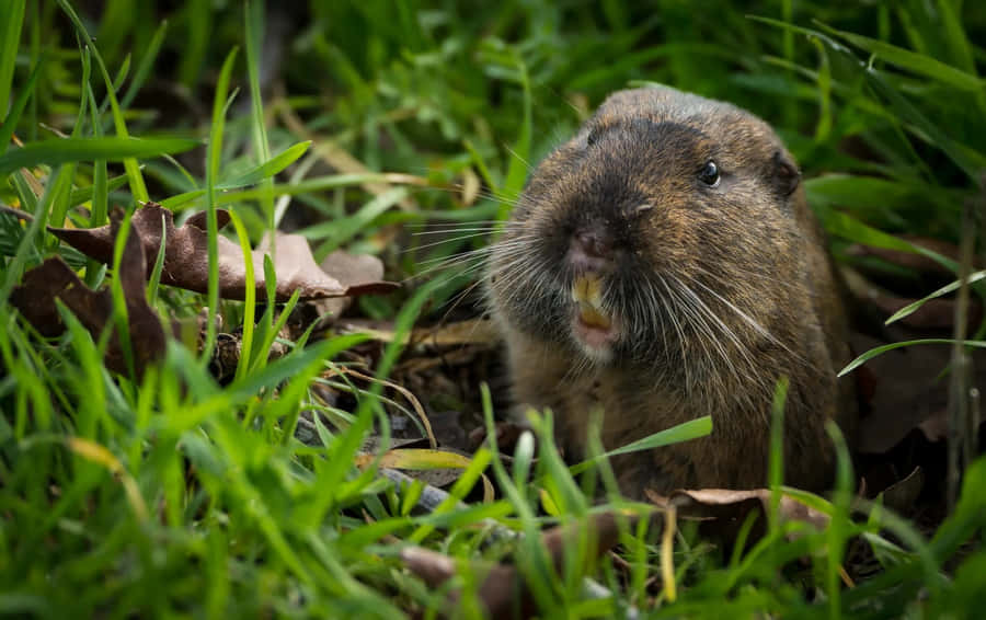 Pocket Gopher Emerging From Burrow.jpg Wallpaper