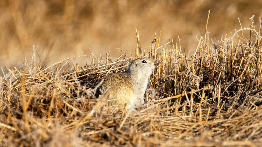 Pocket Gopher Emerging From Burrow.jpg Wallpaper