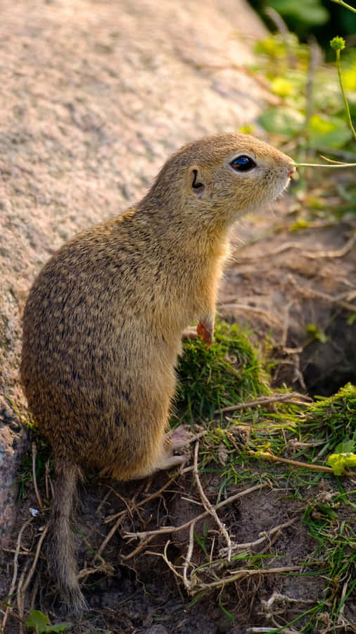 Pocket Gopher Near Burrow Entrance.jpg Wallpaper