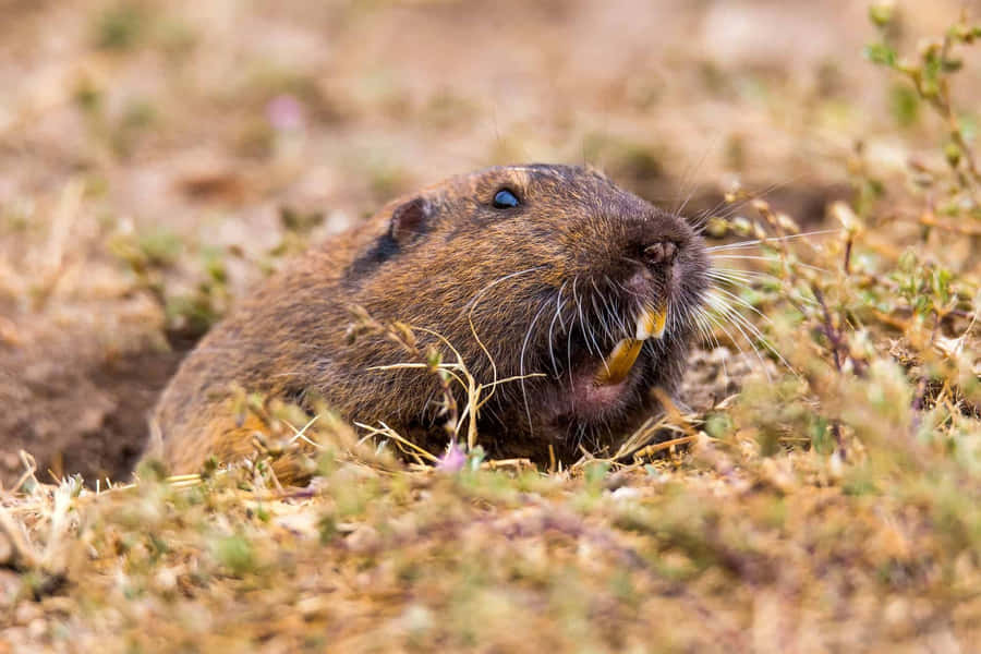 Pocket Gopher Peeking Outof Burrow Wallpaper
