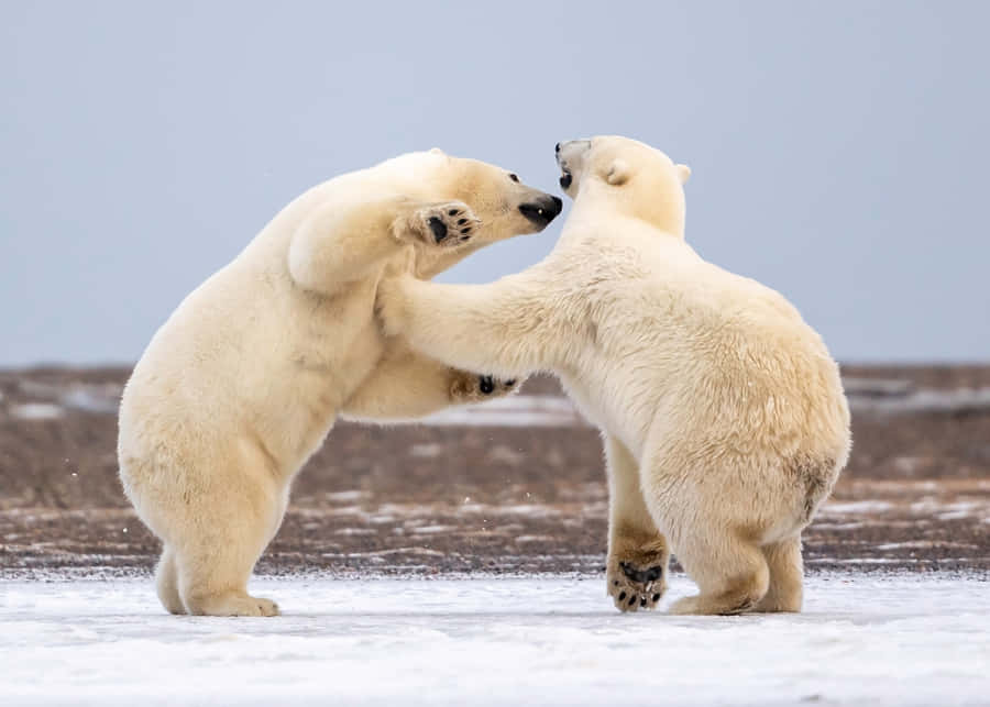 Polar_ Bears_ Sparring_on_ Ice.jpg Wallpaper
