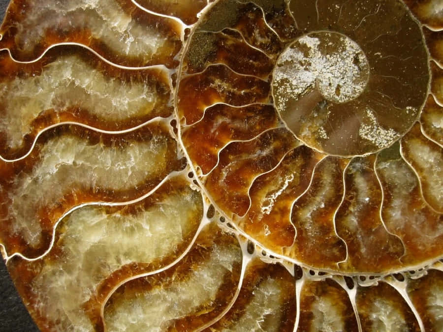 Polished Ammonite Fossil Closeup Wallpaper