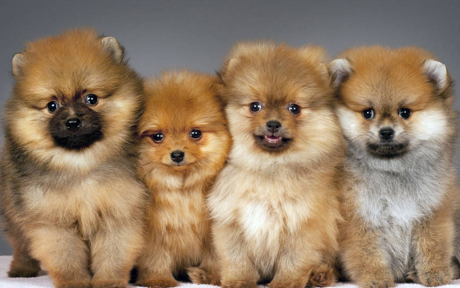 Pomeranian Puppy Dogs Stock Wallpaper