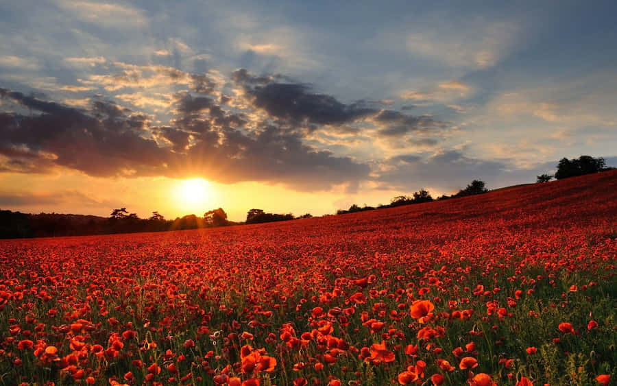 Poppy Field At Sunset Wallpaper