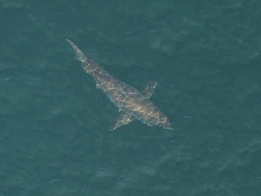 Porbeagle Shark Aerial View Wallpaper