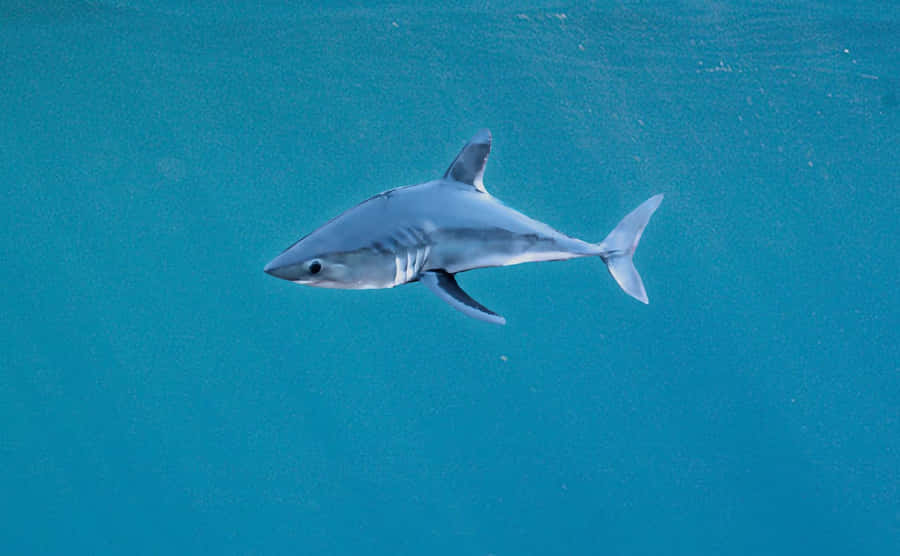 Porbeagle Sharkin Blue Waters Wallpaper