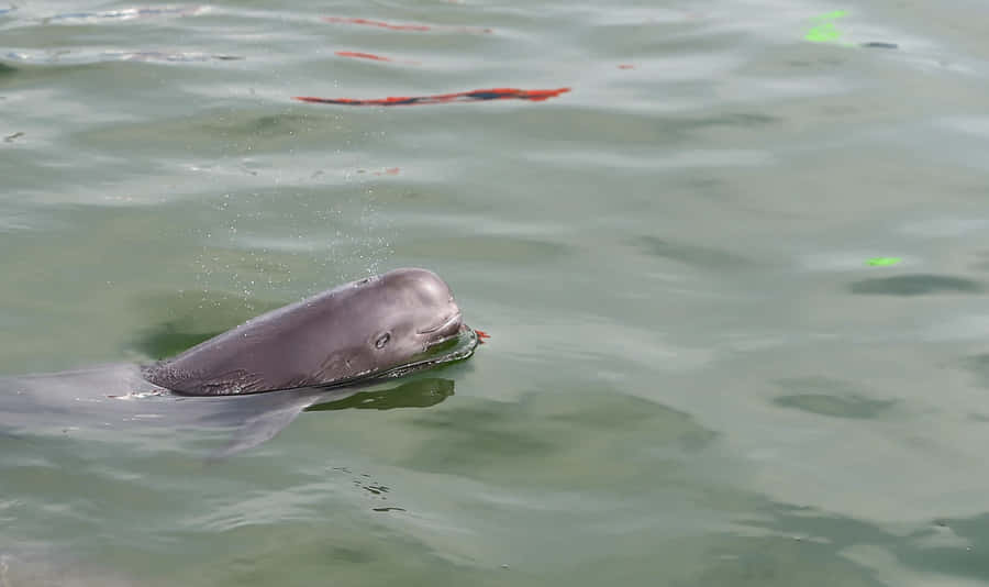 Porpoise Surfacingin Calm Waters Wallpaper