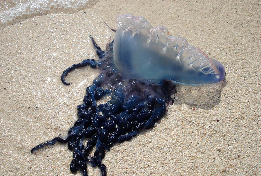 Portuguese Man O War Beached Wallpaper