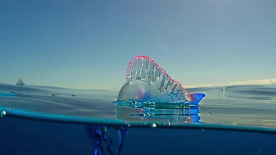 Portuguese Man O War Surface View Wallpaper