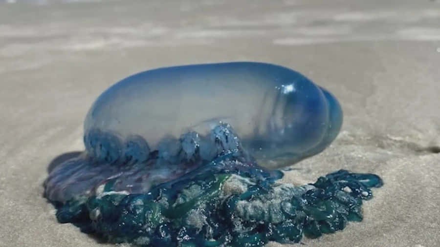 Portuguese Man O Waron Sand Wallpaper