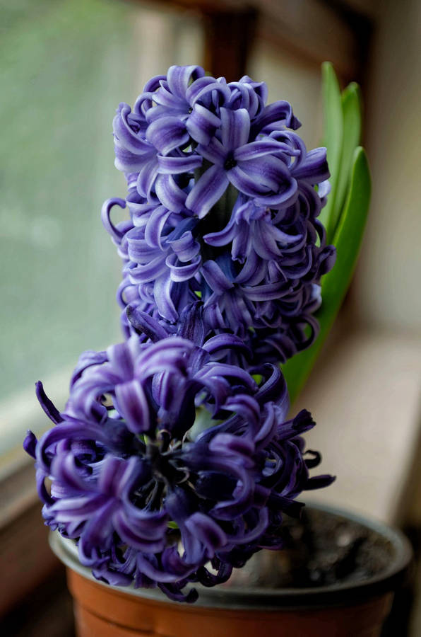 Potted Purple Hyacinth Flower Wallpaper