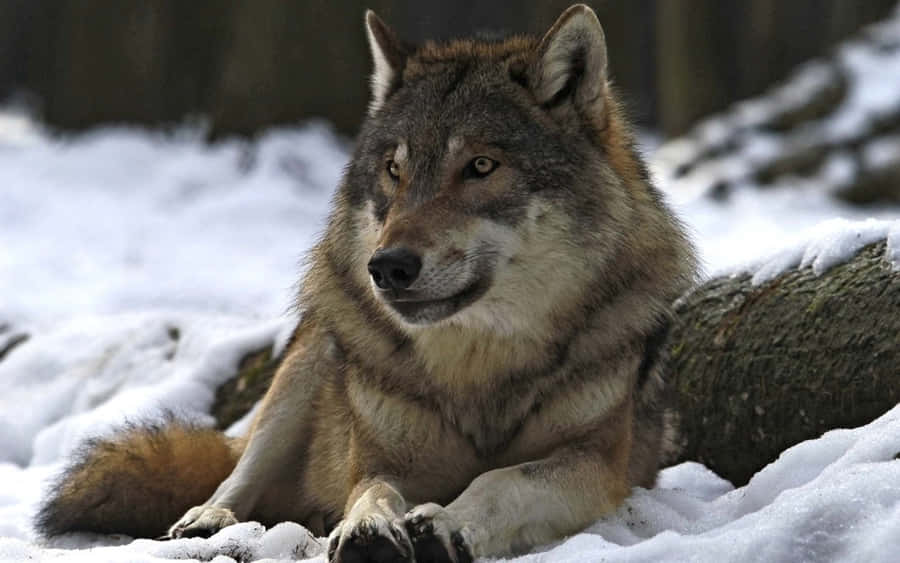 Powerful Alpha Wolf In The Wilderness Wallpaper