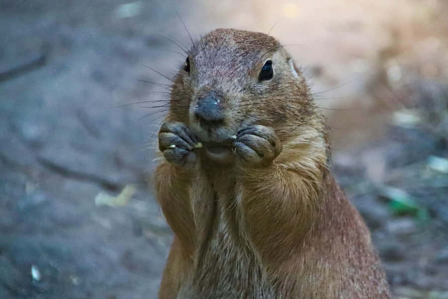 Prairie Dog Eating Treat Wallpaper