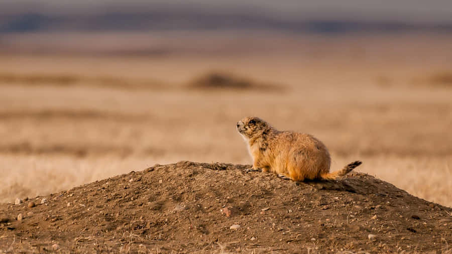 Prairie Dog On Mound Wallpaper
