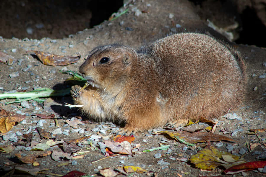 Prairie Dog Snacking Outdoors Wallpaper