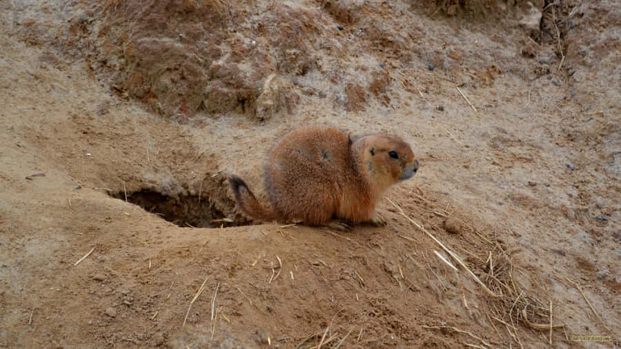Prairie Dog Watchfulby Burrow Wallpaper