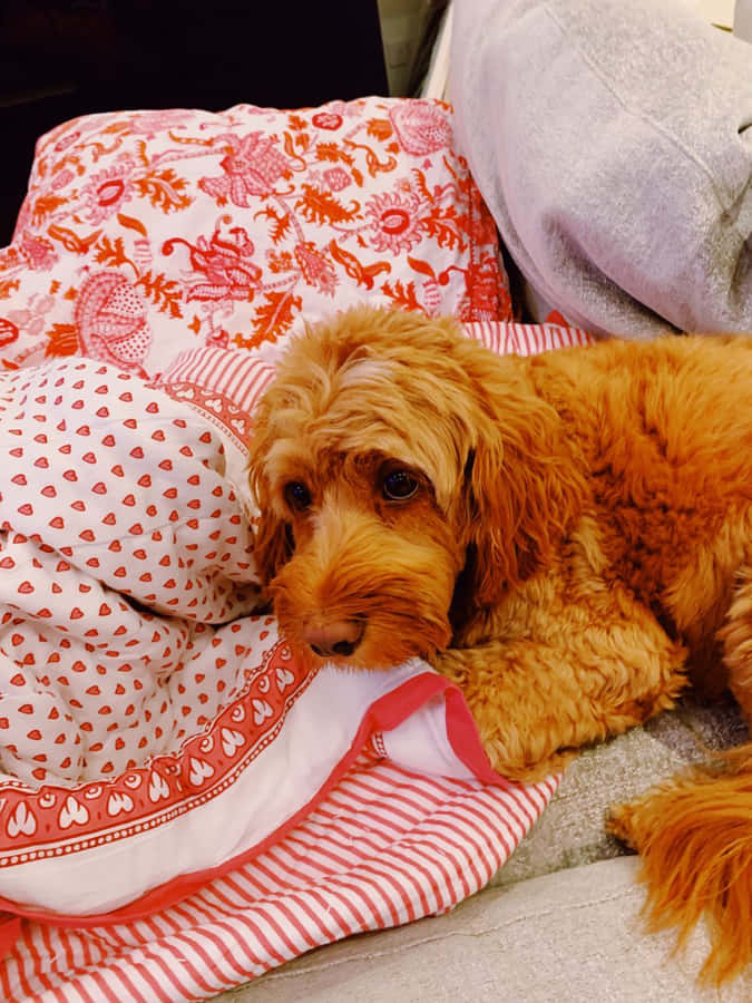 Preppy Dogin Pinkand White Bedding Wallpaper