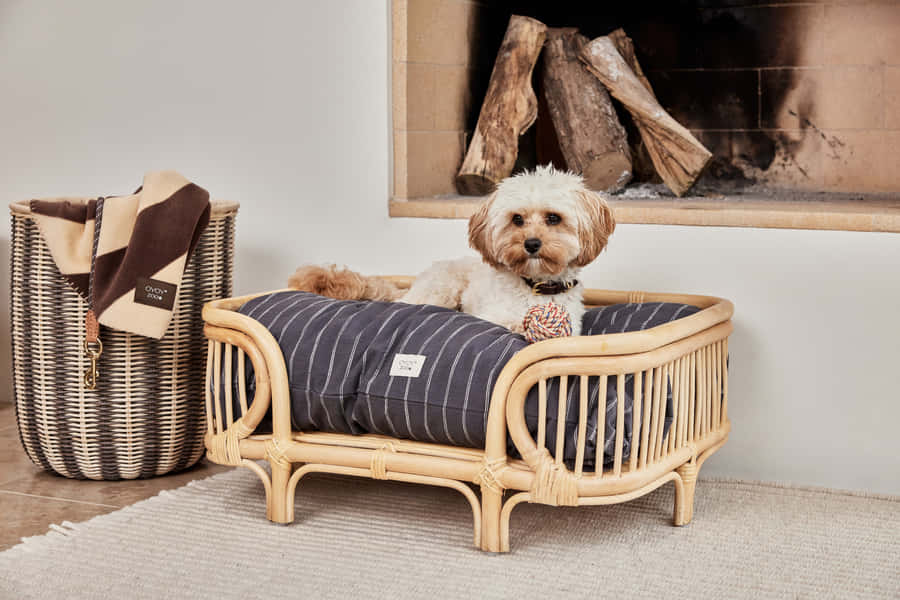 Preppy Dogin Stylish Bed Wallpaper