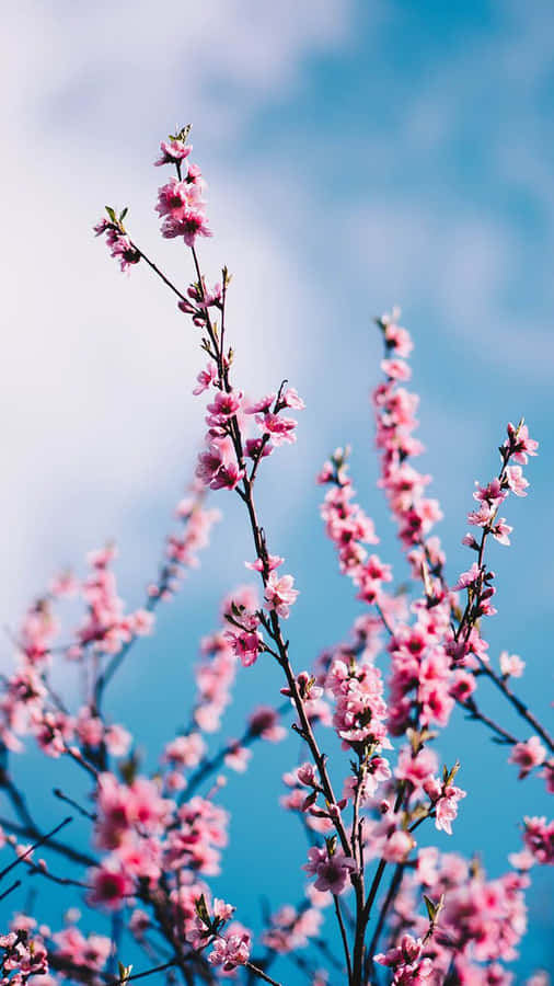 Preppy Spring Blossoms Wallpaper