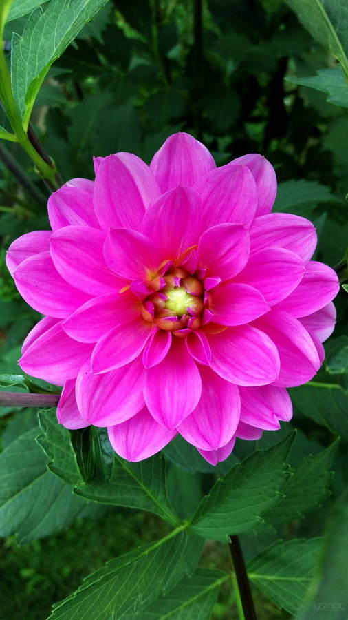 Pretty Dahlia Lock Screen Wallpaper