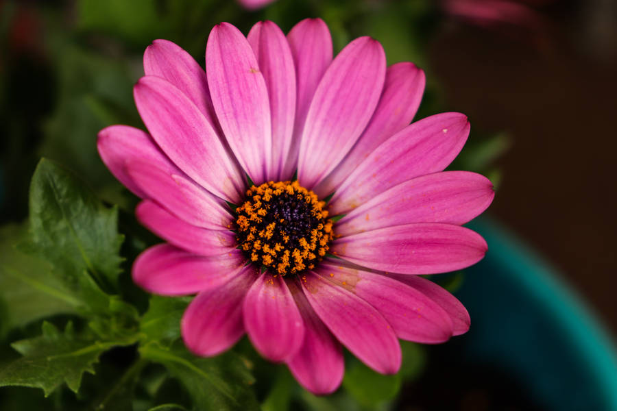 Pretty Pink Cape Marguerite Flower Wallpaper
