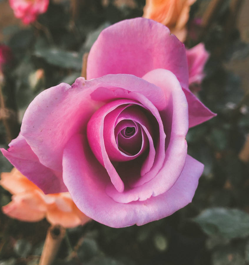 Pretty Pink Rose Bloom Wallpaper