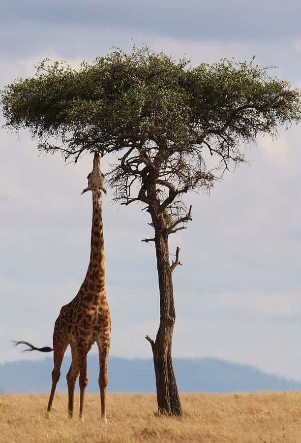 Protecting Earth's Majestic Wildlife Wallpaper