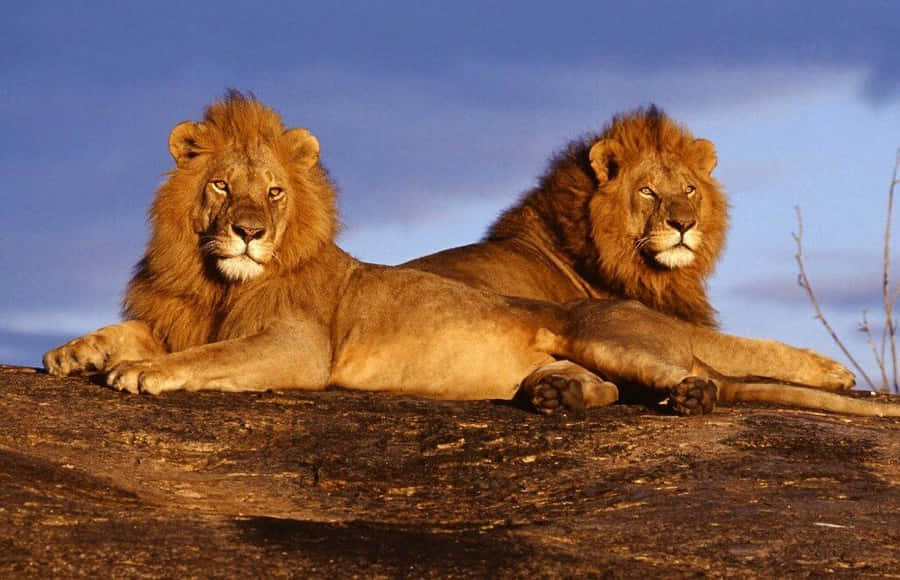 Protecting Endangered Species In Their Natural Habitat Wallpaper