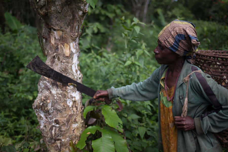 Protecting Nature's Blessings: A Call For Forest Conservation Wallpaper