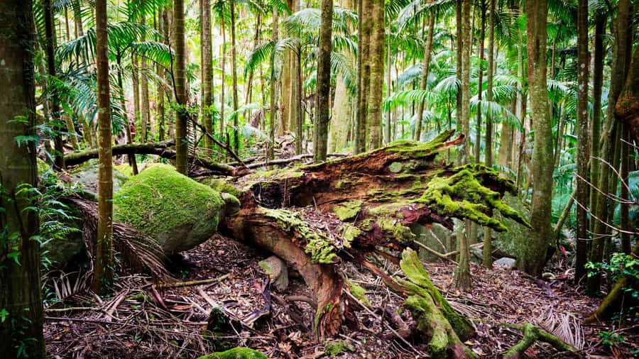 Protecting The Green Paradise - Forest Conservation Efforts In Action Wallpaper