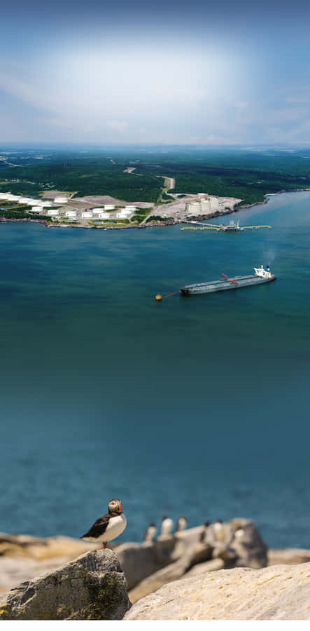 Puffin Overlooking Harbor Saint John Wallpaper