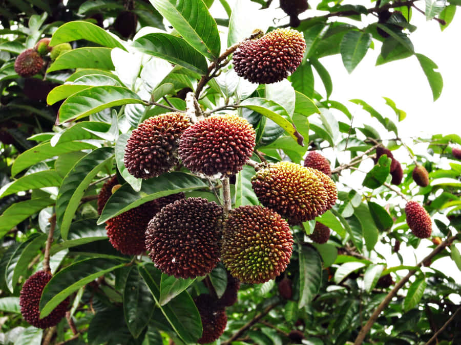 Pulasan Tree With Many Fruits Wallpaper