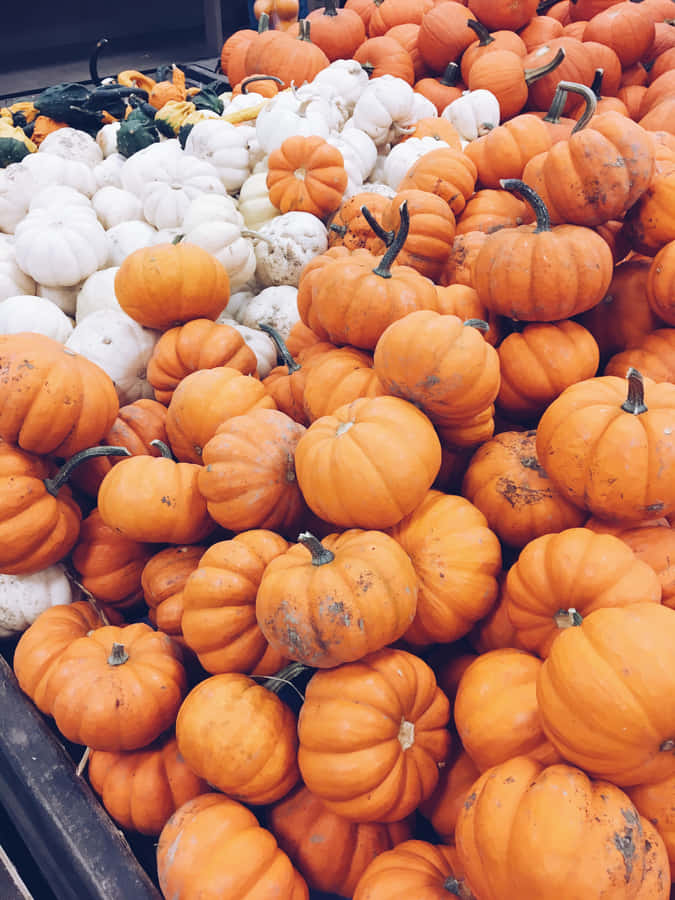Pumpkin Patch Aesthetic Display Wallpaper