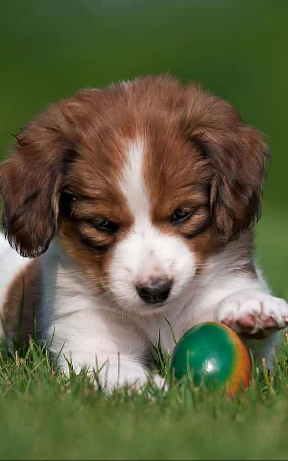 Puppy_ Playtime_ Green_ Ball.jpg Wallpaper