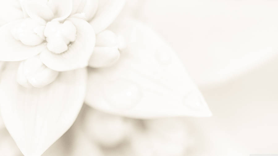 Pure White Flower Wallpaper