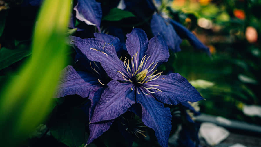 Purple Clematis Flower Wallpaper