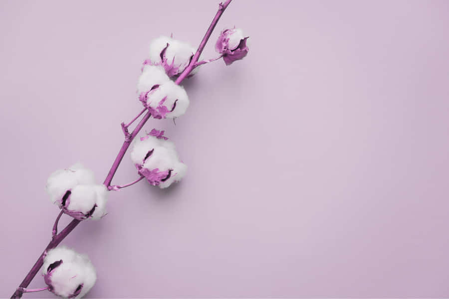 Purple Cotton Branch Pastel Background Wallpaper
