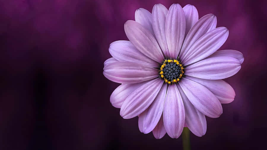 Purple Daisy Flower Wallpaper