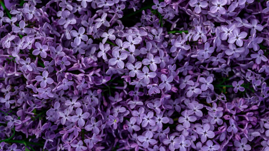 Purple Floral Bloom Wallpaper