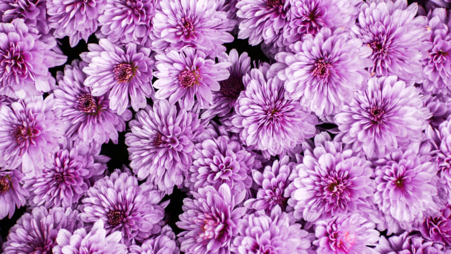 Purple Floral Bloom Wallpaper