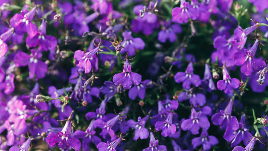 Purple Floral Bloom Wallpaper