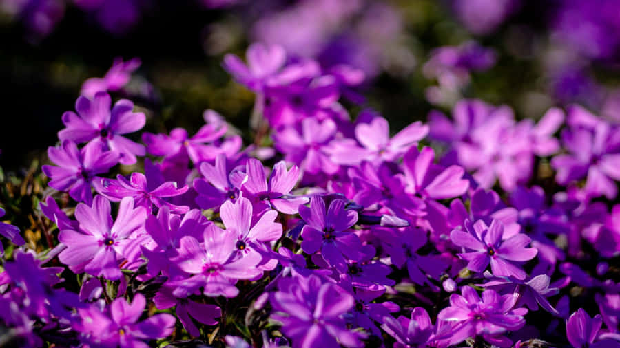 Purple Floral Bloom Wallpaper