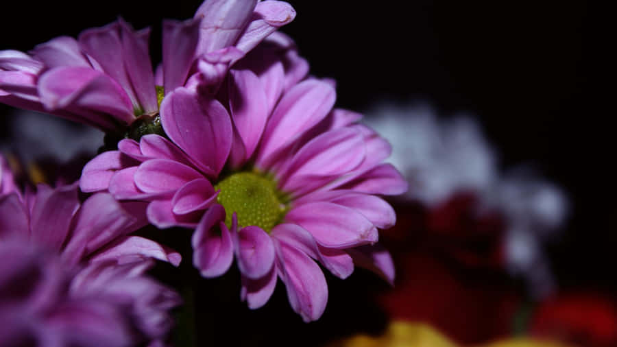 Purple Floral Close Up Wallpaper