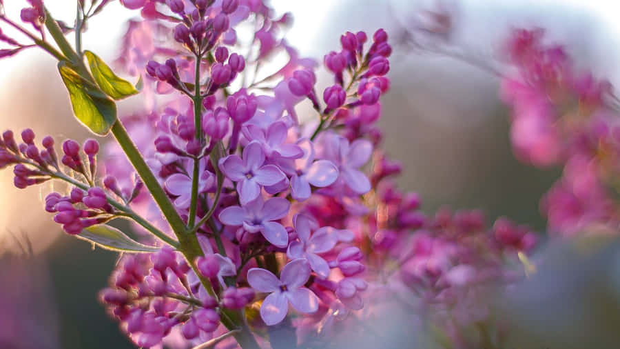 Purple Floral Close Up Wallpaper