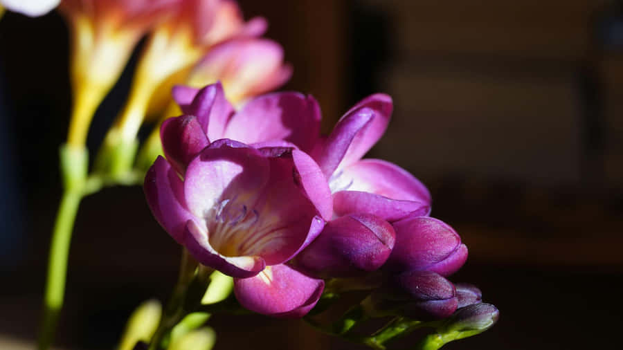 Purple Floral Close Up Wallpaper